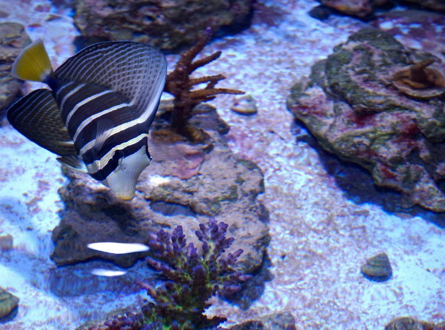 Fish, such as this sailfin tang, graze on algae that grow around the coral.