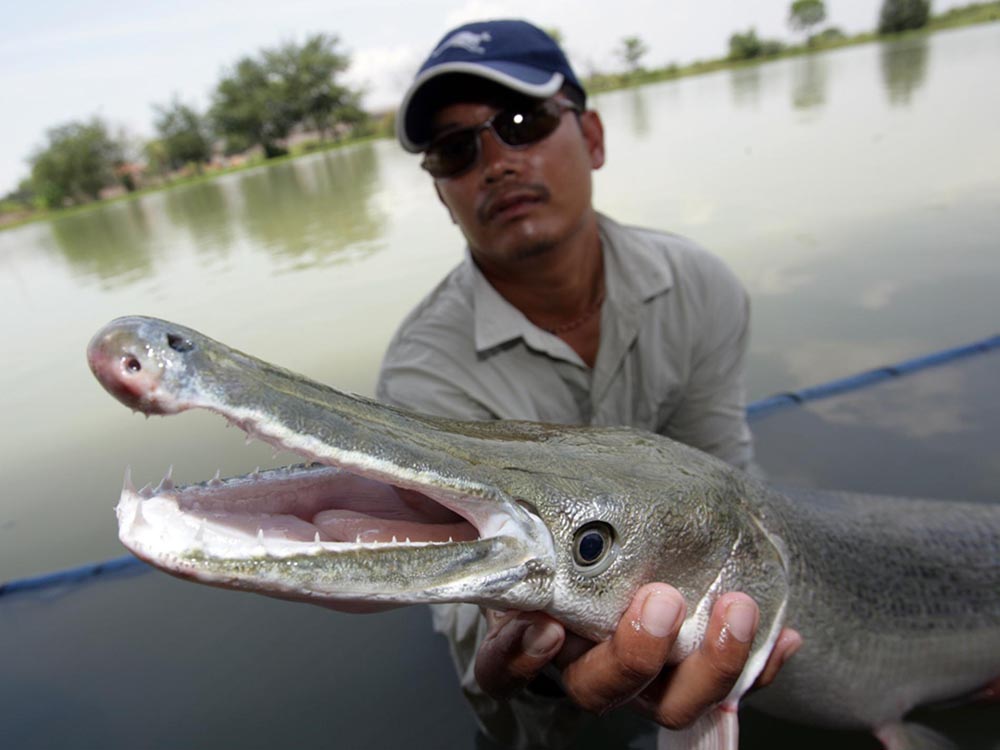 Man holding Alligator Gar.