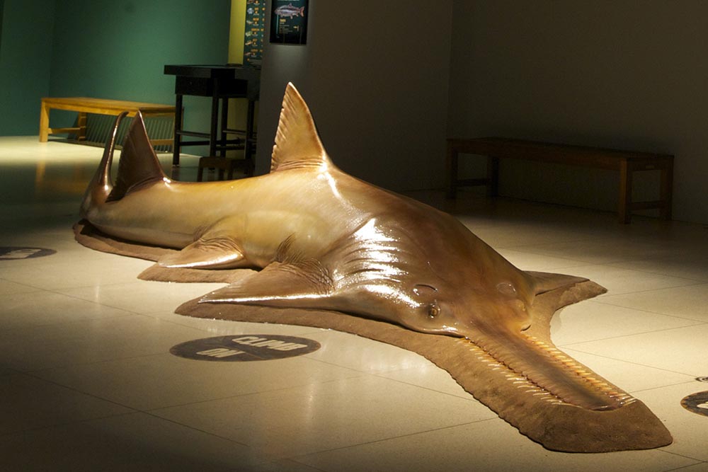 Life-size model of fresh water sawfish.