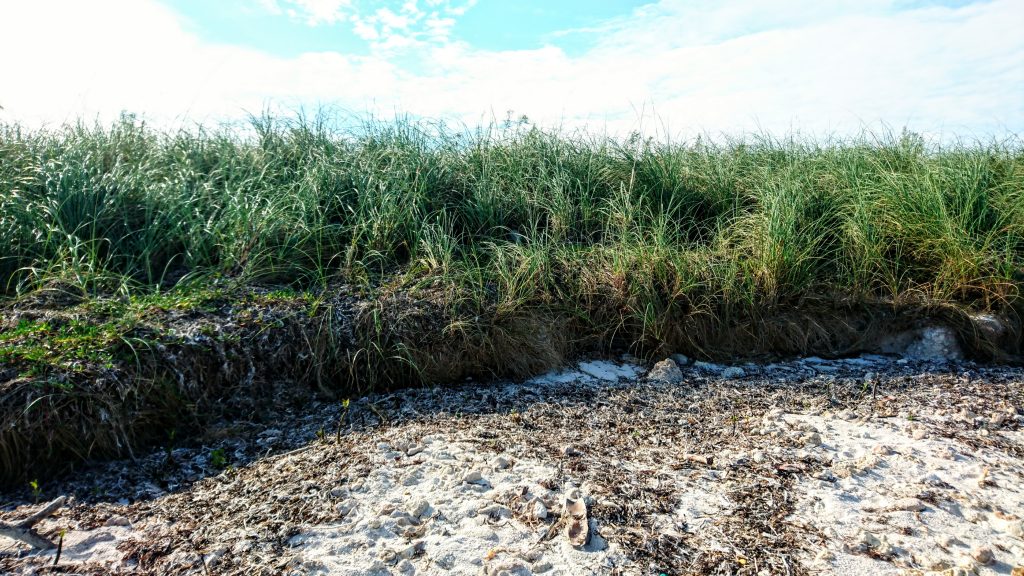 2 - Dune roots at Virginia Key North Point. Credit Dr. Rivah Winter