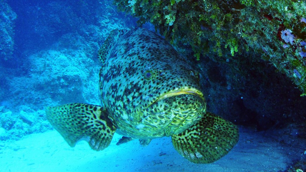 Goliath grouper photo