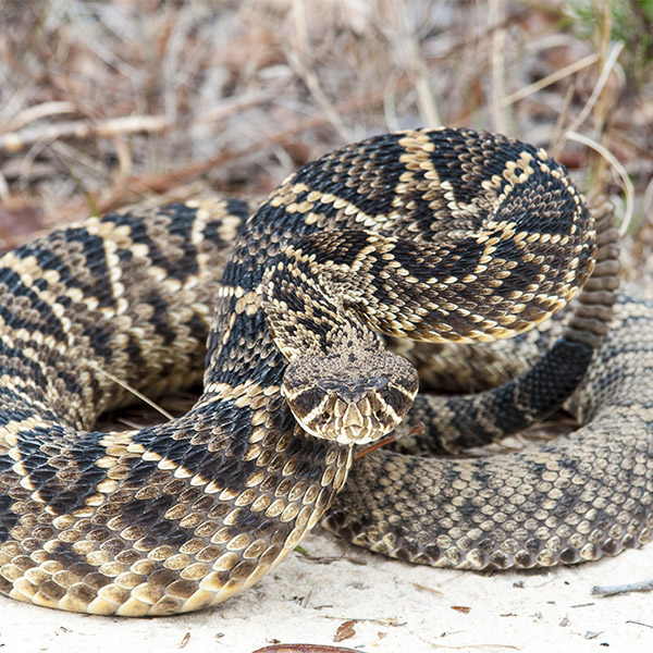 Eastern Diamondback