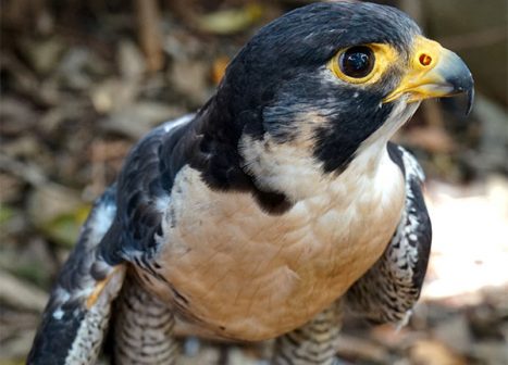 A bird being rehabilitated at the Batchelor Environmental Center sits perched on a log.