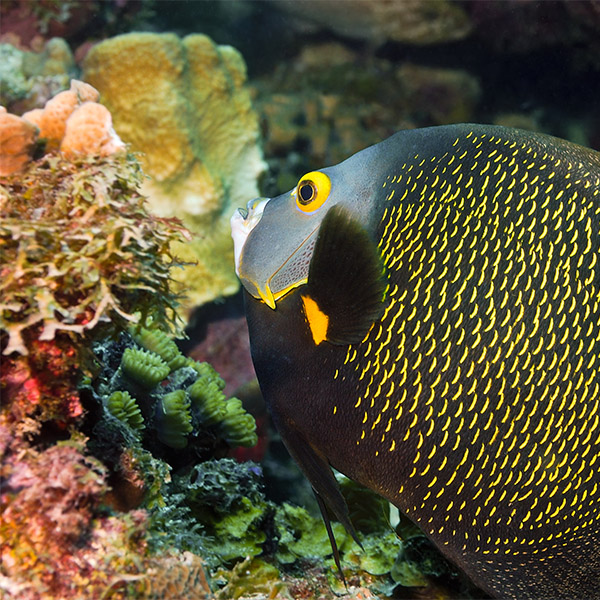 A French Angelfish swims alongside corals.