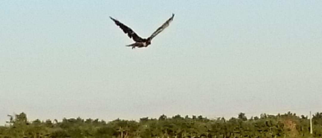 The recovered hawk flying