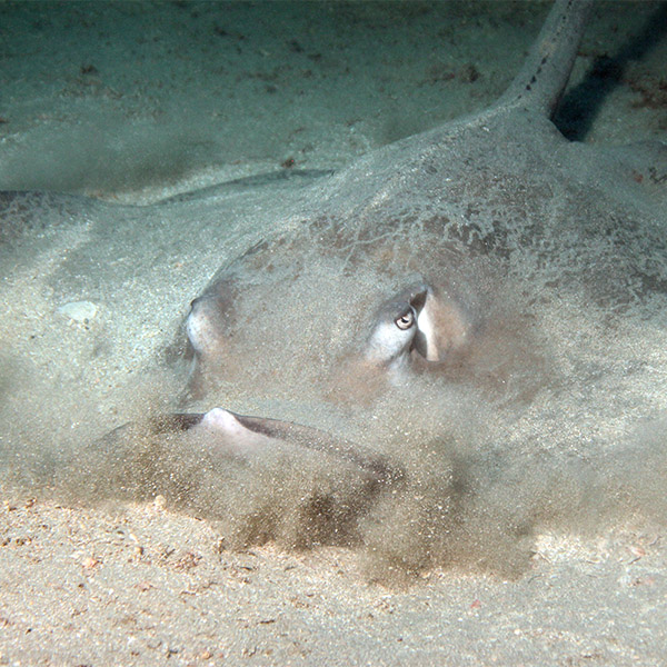 Southern Stingray (Dasyatis Americana) Hiding in the Sand, Caño Island, Costa Rica