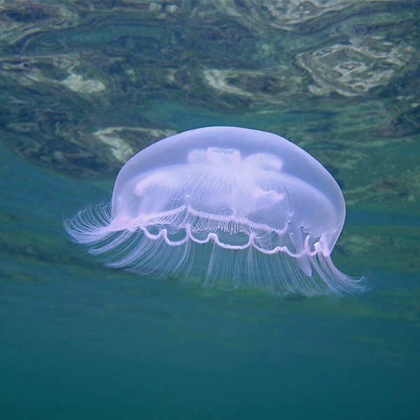 A moon jellyfish glows light purple as light from the surface illuminates it.