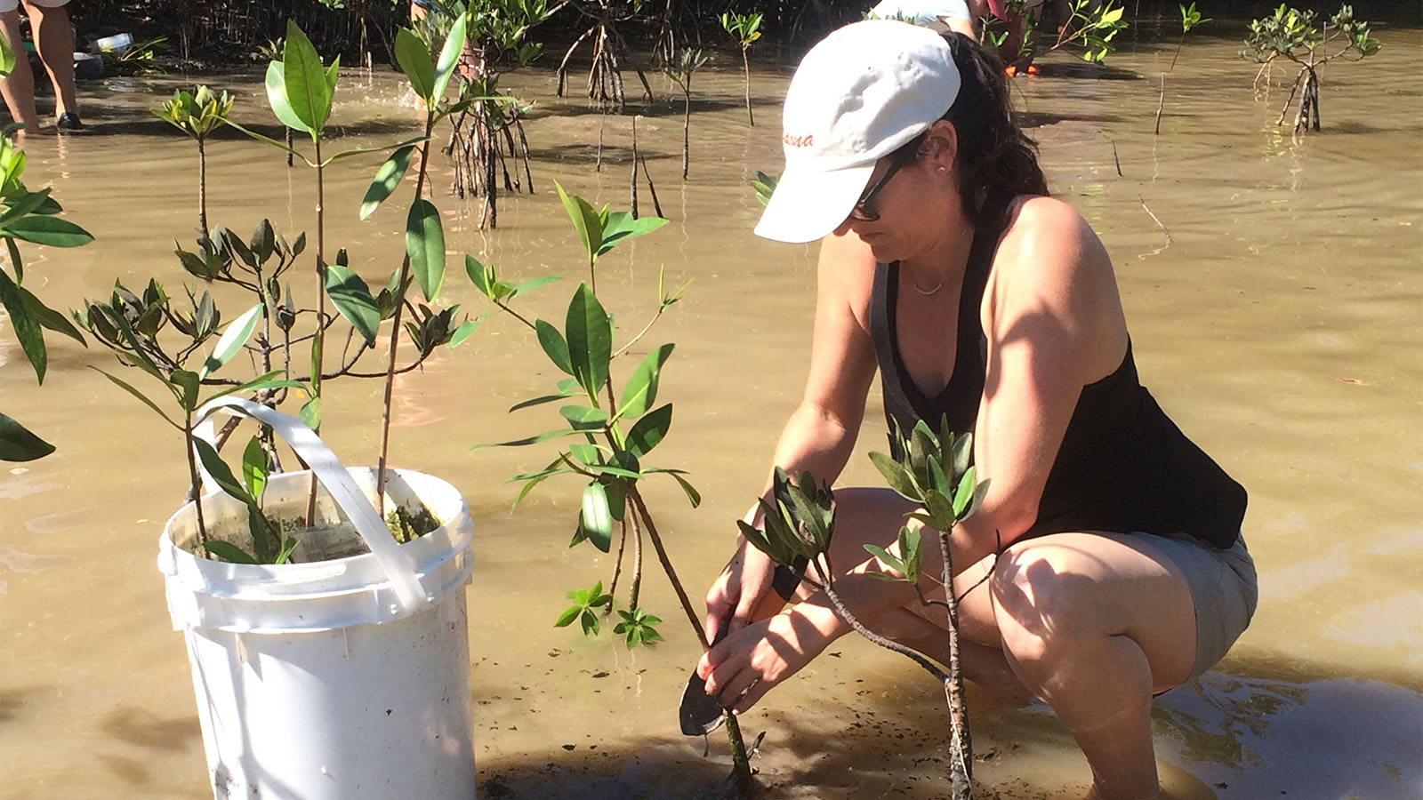 A volunteer plants juvenile mangroves in ankle deep water.