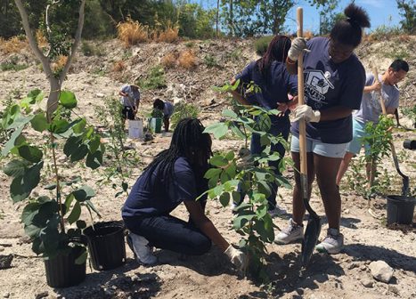 A group of students plants native hammock trees in a recently cleared area.