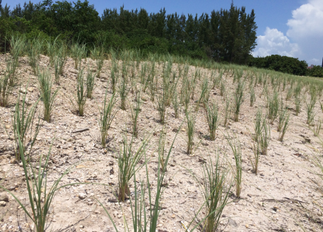 Young sea oats line a dune.