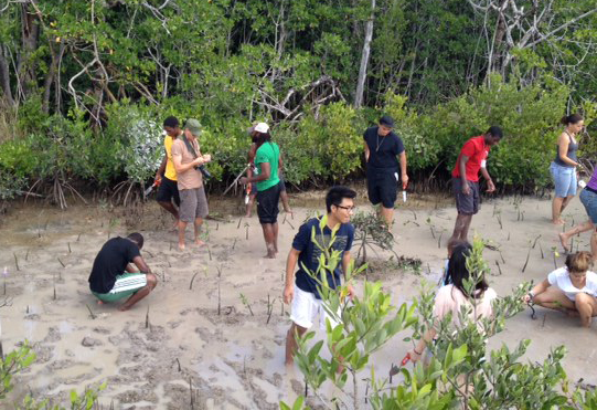 From above, a group of volunteers works to plant mangrove propagules in a creek bed,