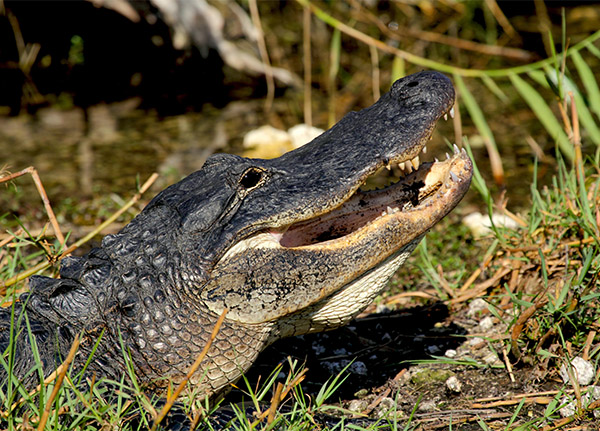 A close up of an Alligator reveals its sharp teeth.