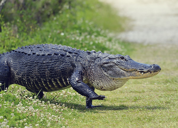 A scaly Alligator walking on land, with a foot in the air poised for a step.