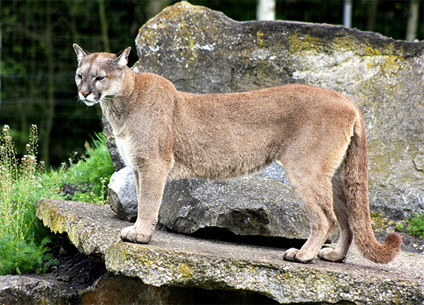 A golden Florida Panther stands posed on a large boulder.