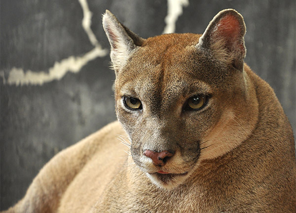 A close-up of the face of a Florida Panther with piercing golden eyes.