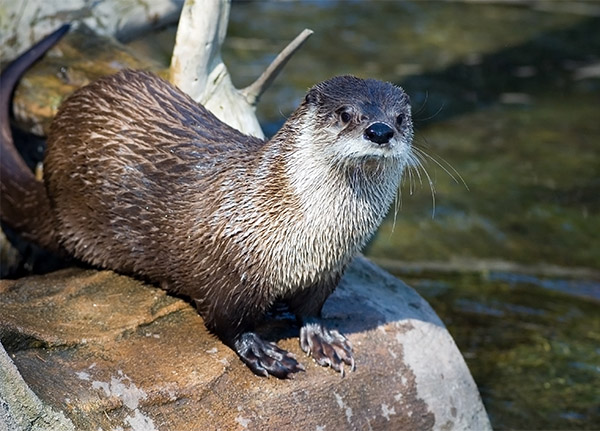 A furry brown River Otter perches on a rock by the water.