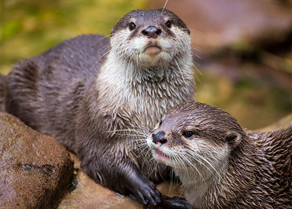 Two River Otters pose together, damp from the water.