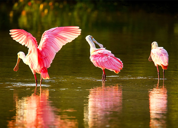 Three bright pink Roseate Spoonbills wade in the water.