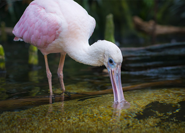 A single Roseate Spoonbill uses it's beak to sift through the water for food.