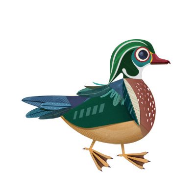 An illustrated Wood Duck shows a variety of colors.