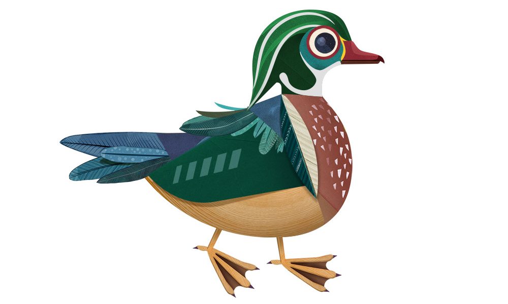 An illustrated Wood Duck shows a variety of colors.