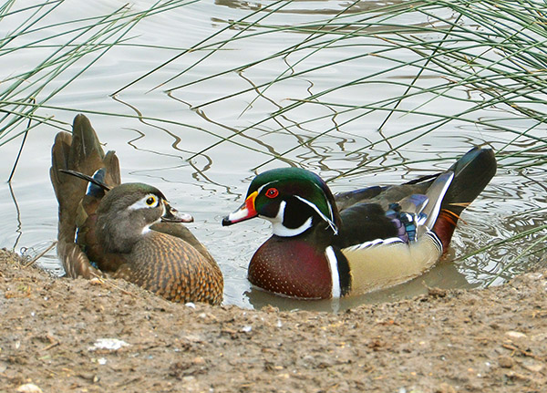 A colorful male, and plain colored female Wood Duck sit in the water.