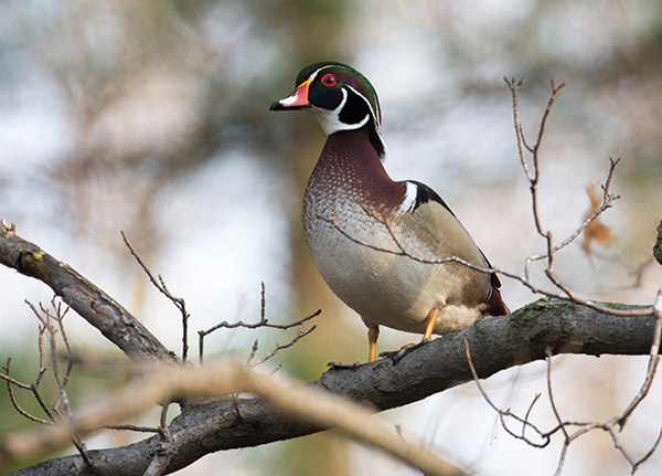 A Wood Duck perches on a branch in the treetops.