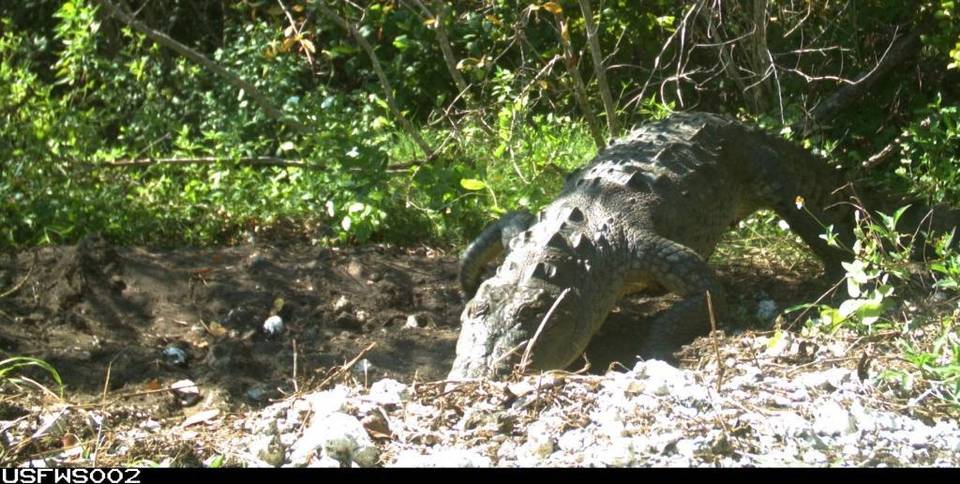 An American crocodile examining her nest at the Crocodile Lake National Wildlife Refuge near Key Largo. Photo Credit: US Fish & Wildlife Service