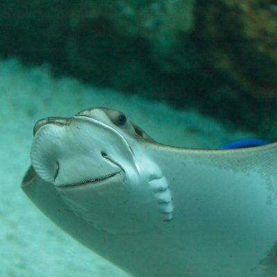 A southern stingray swims up nose first to reveal its underside.