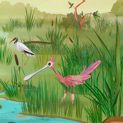An illustrated scene of a Roseate Spoonbill in the Everglades grasses.