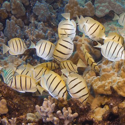 School of Convict Tang on a Hawaiian Reef