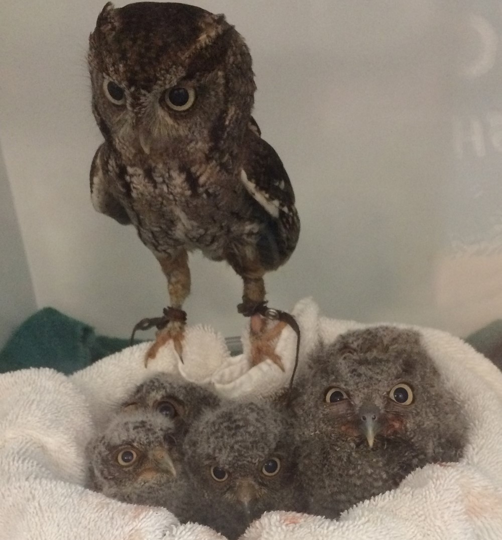 Eastern screech owls.