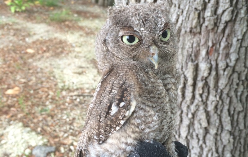 Eastern screech owl