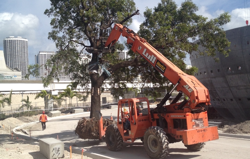 Moving a tree along our newly-installed Museum Drive