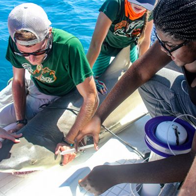 Two professionals help a young woman in the Upward Bound program prep a shark for tagging.