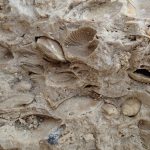 Small shells on quarried coral rock