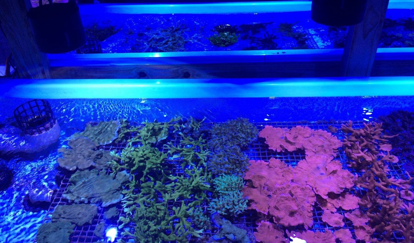 Different colored coral in tank under blue light