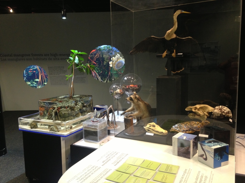 Fish tanks, mangrove muck, and puzzles, Oh My!