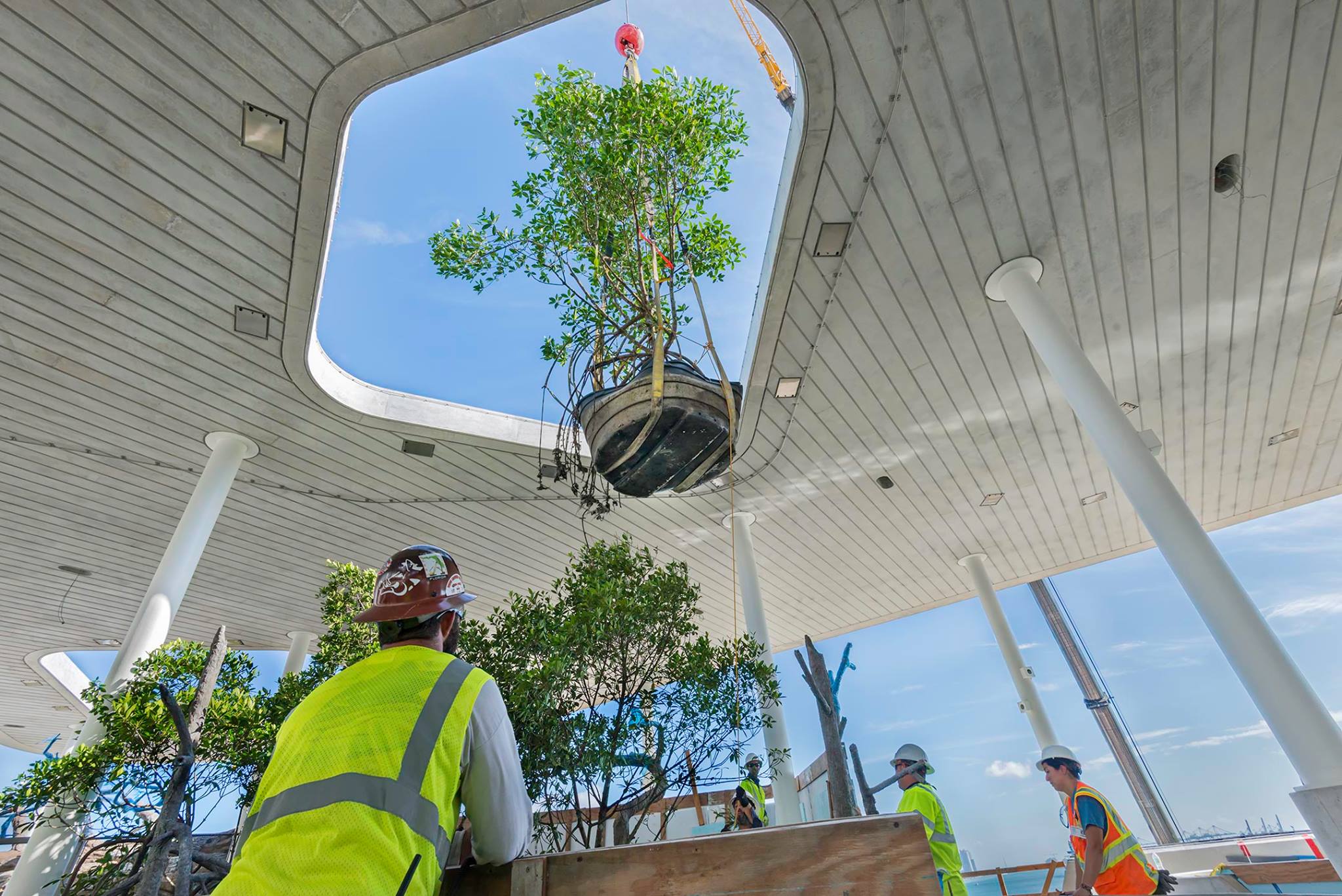 Large tree being lifted into a museum