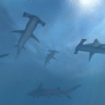 Multiple hammerhead sharks'