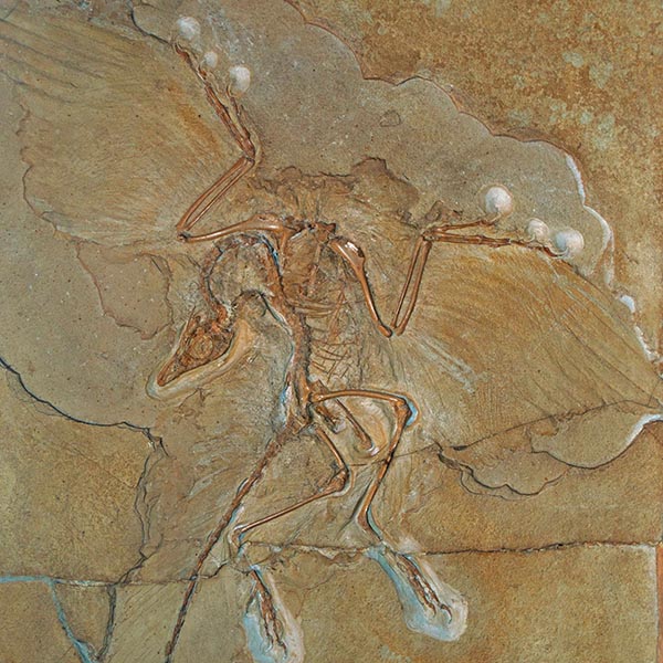 Fossil of Archaeopteryx