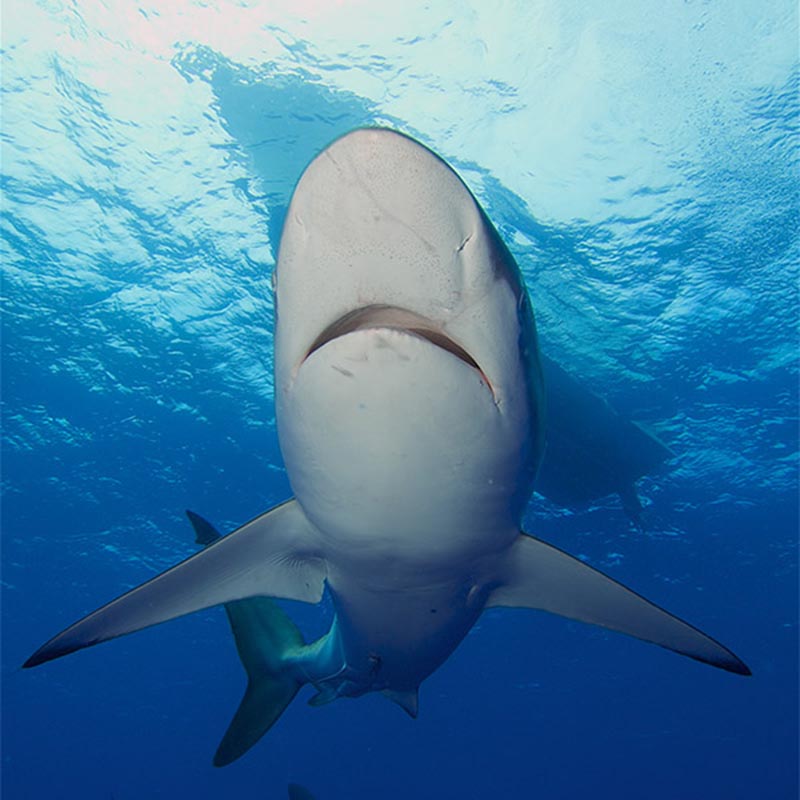 Shark swimming