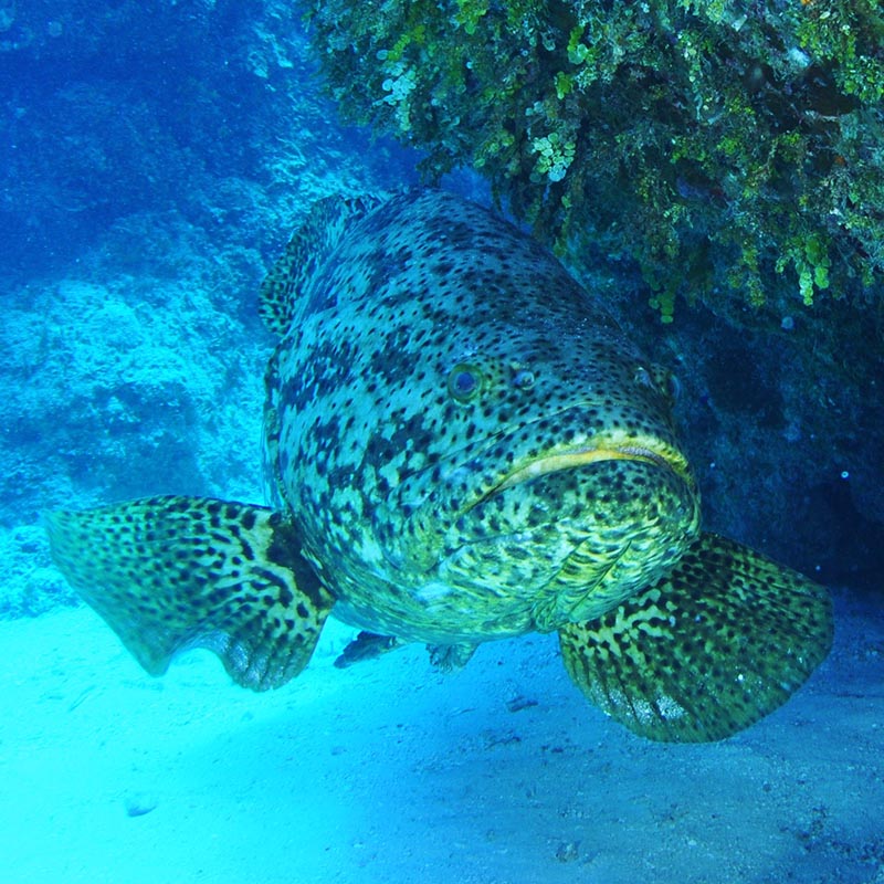 Goliath Grouper