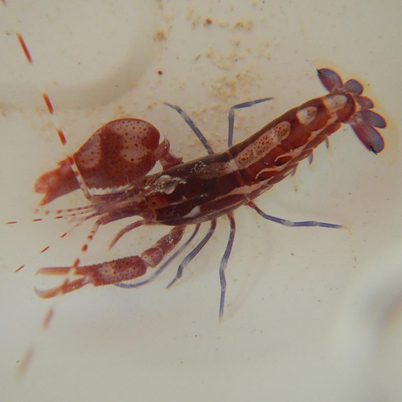 Snapping Shrimp