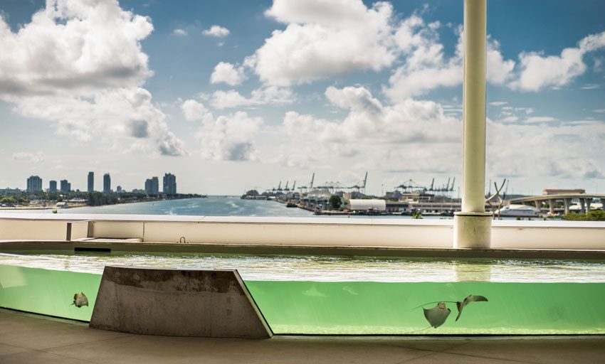 Stingray tank view