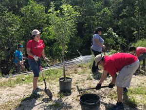 Everyday Citizens: Tree Planting 1