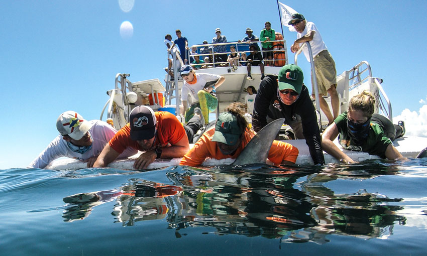 Students Catch Shark