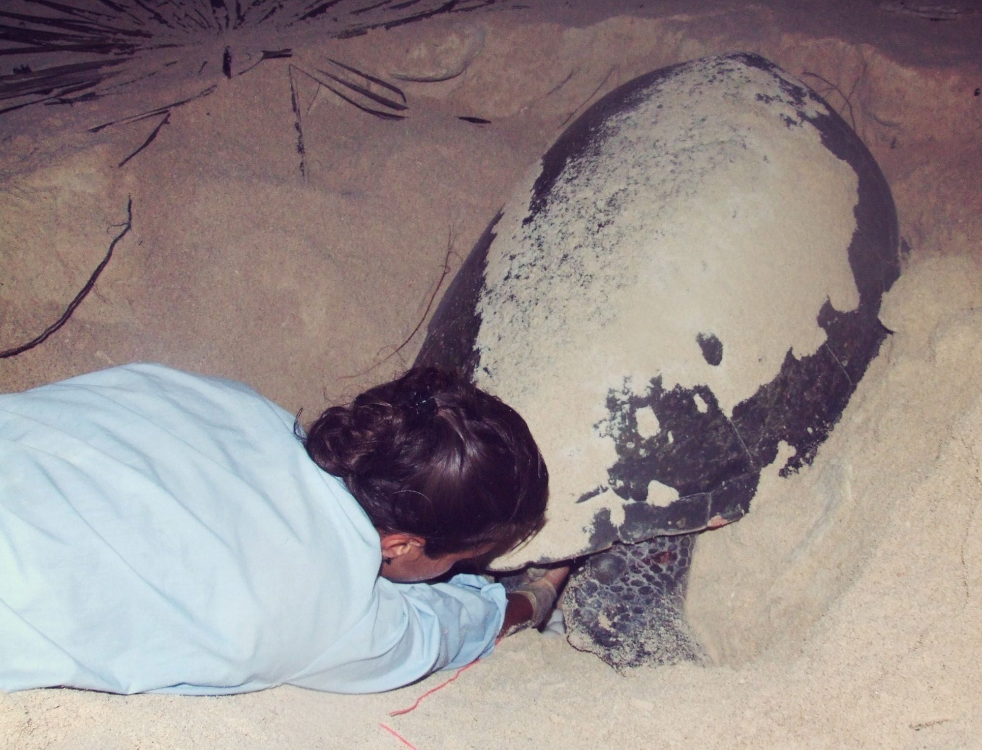 Woman Helping Sea Turtle