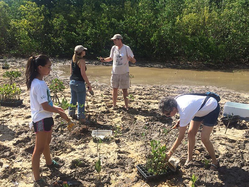 Four people planting mangrove seedlings.