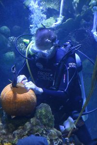 diver-carving-pumpkin-2